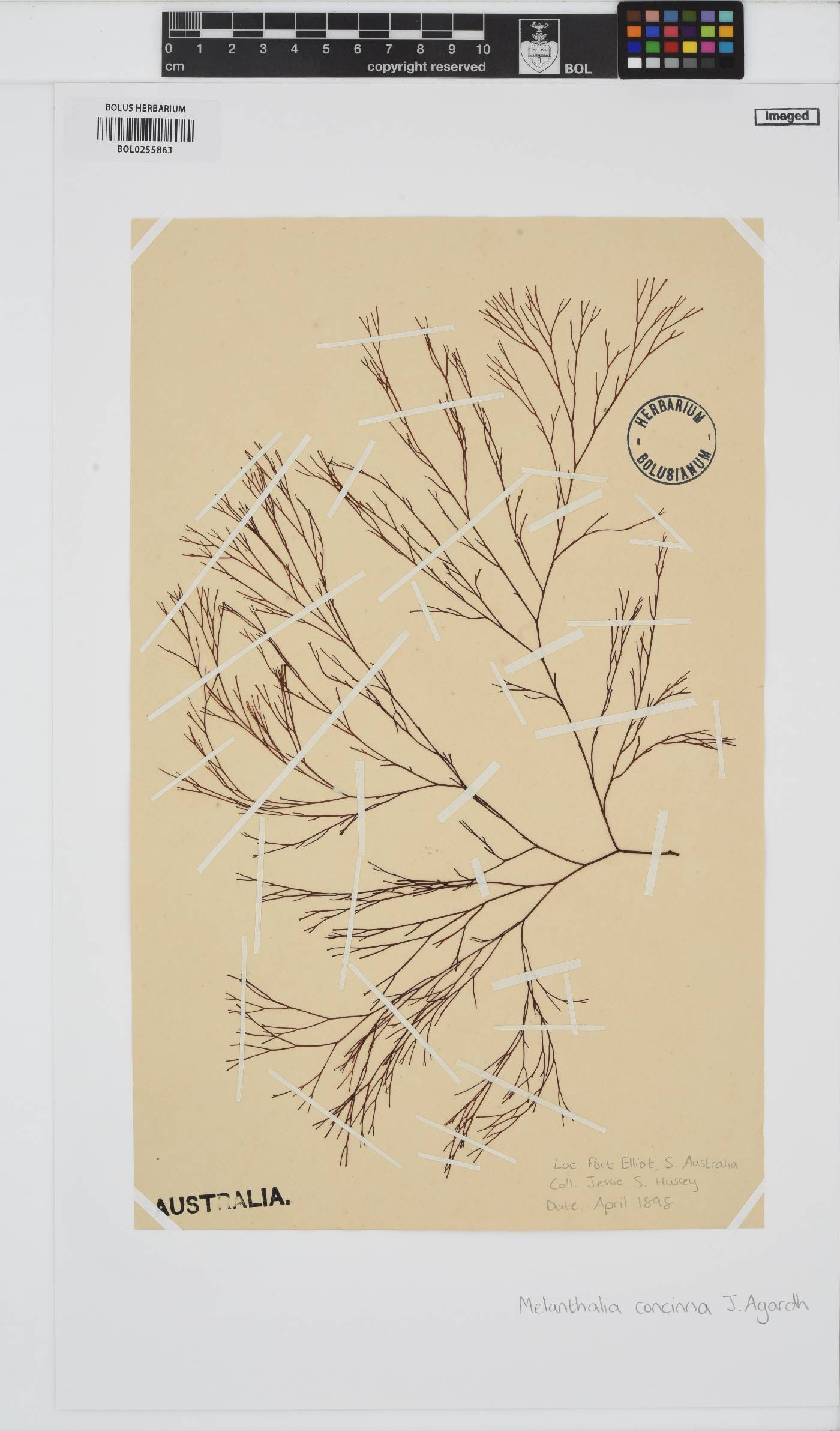 Melanthalia fastigiata image