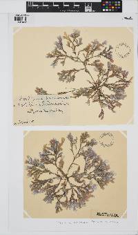 Metamastophora flabellata image
