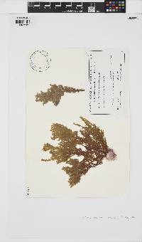 Pleonosporium hirtum image
