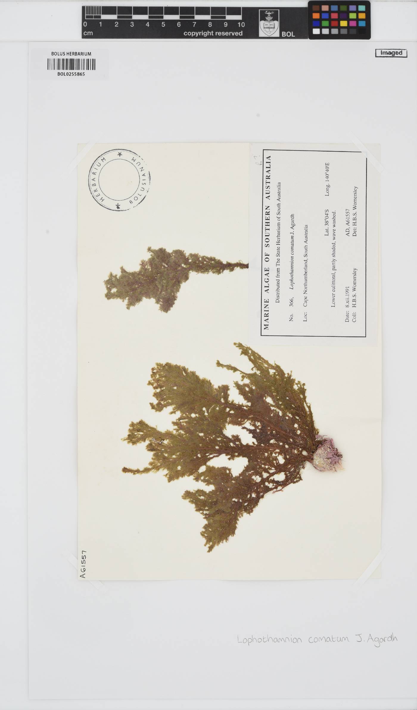 Pleonosporium hirtum image