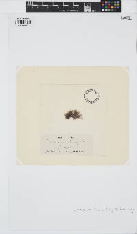 Lophosiphonia obscura image