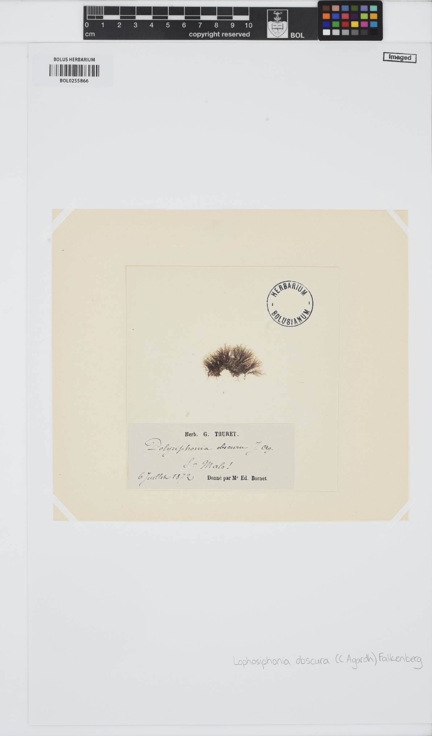 Lophosiphonia obscura image
