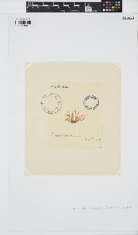 Lomentaria articulata image