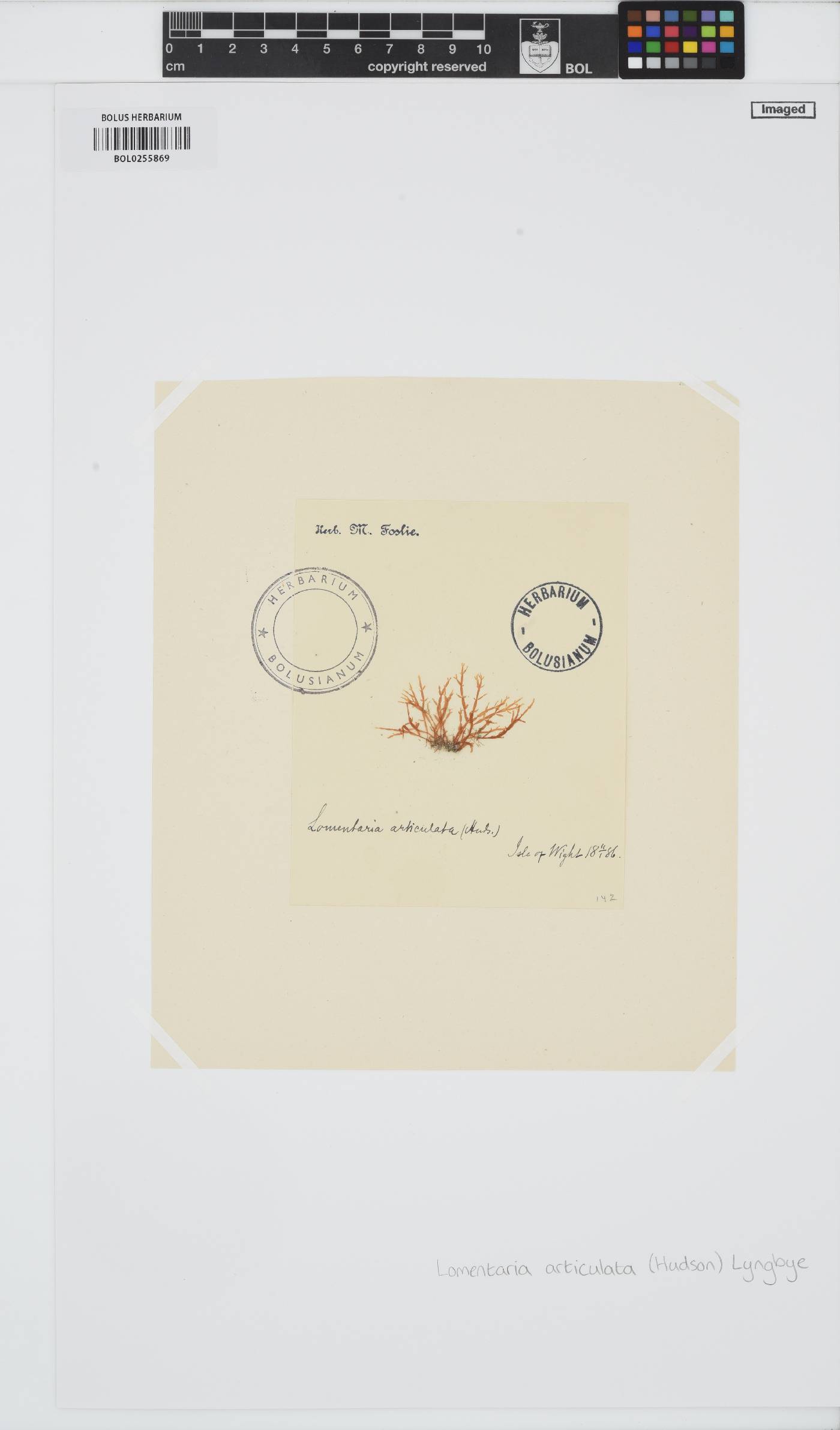 Lomentaria articulata image