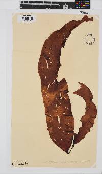 Lenormandia latifolia image
