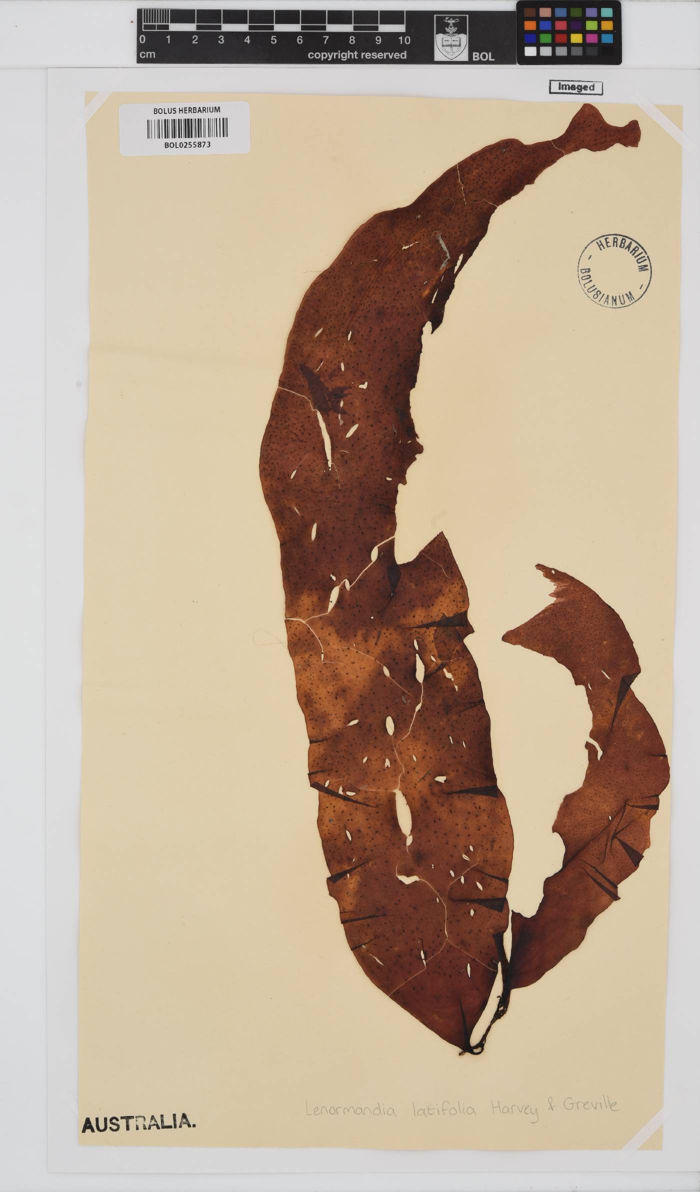 Lenormandia image