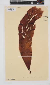 Lenormandia latifolia image
