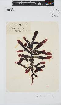 Adamsiella chauvinii image