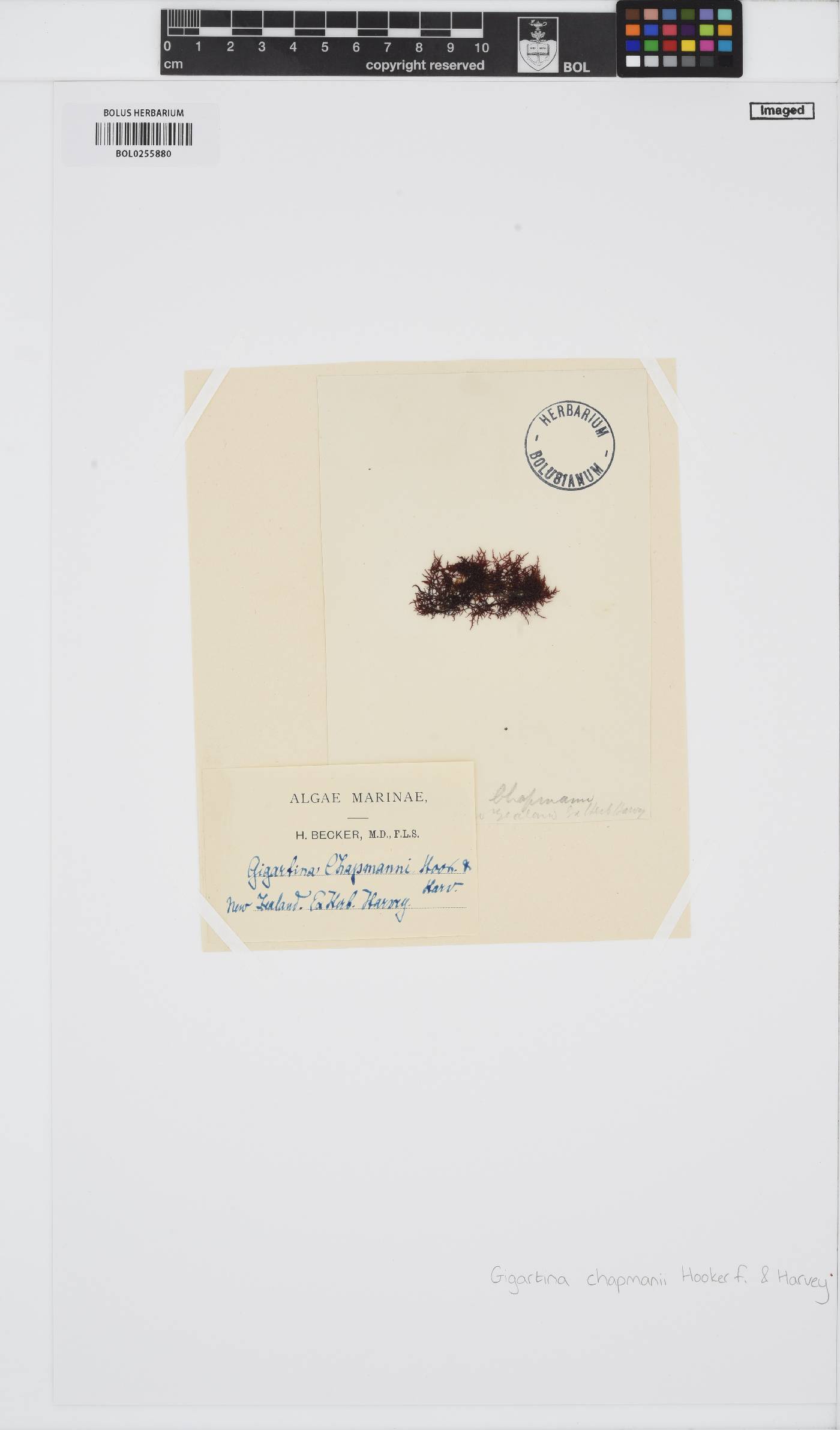 Chondracanthus chapmanii image