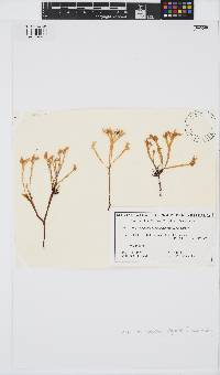 Image of Gigartina recurva