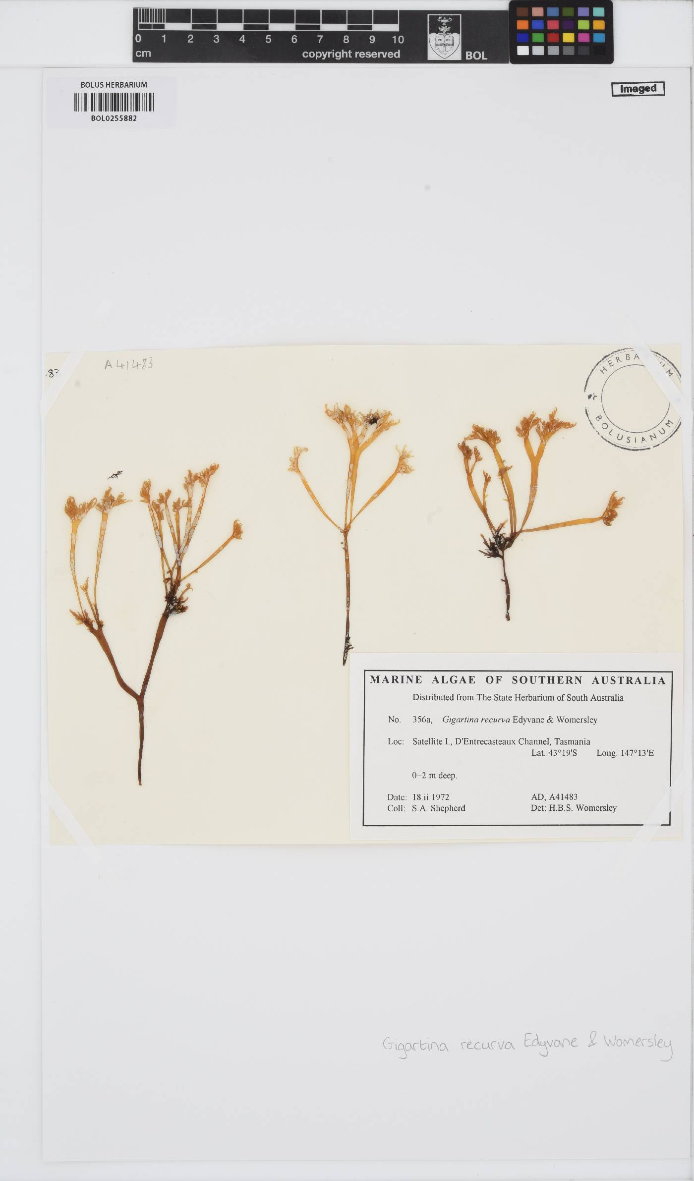Gigartina recurva image
