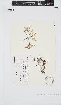 Gigartina recurva image
