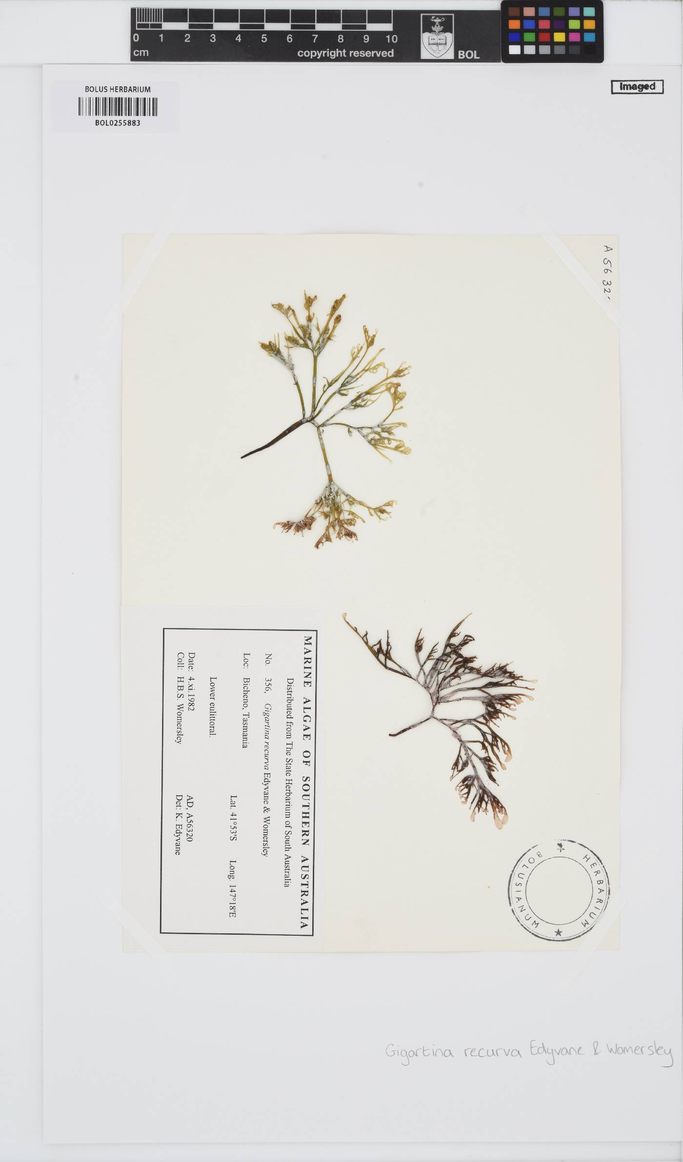 Gigartina recurva image