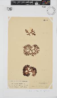 Sarcothalia scutellata image