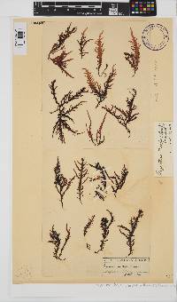Chondracanthus teedei image