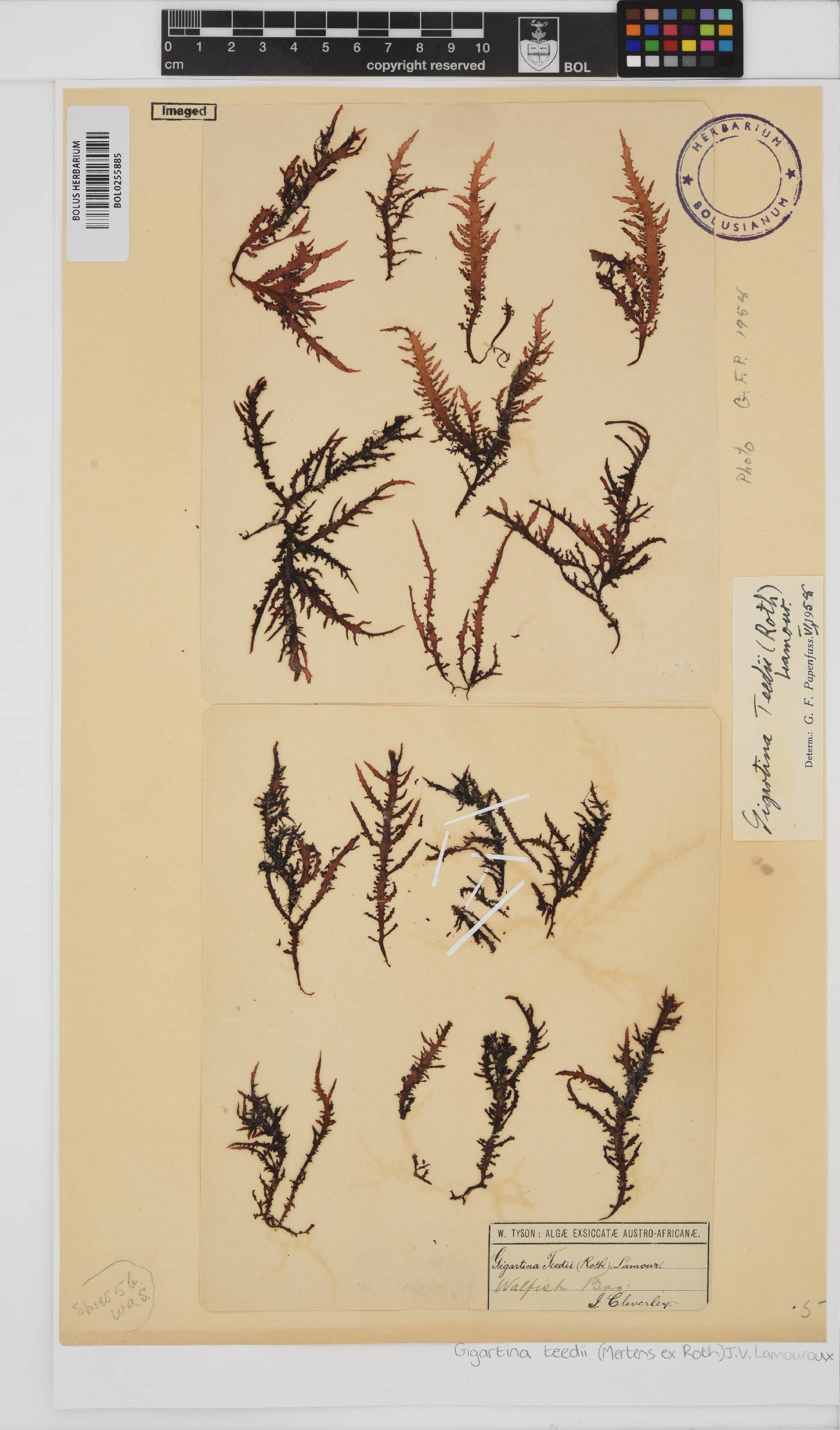 Chondracanthus teedei image