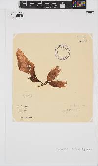 Gigartina paxillata image