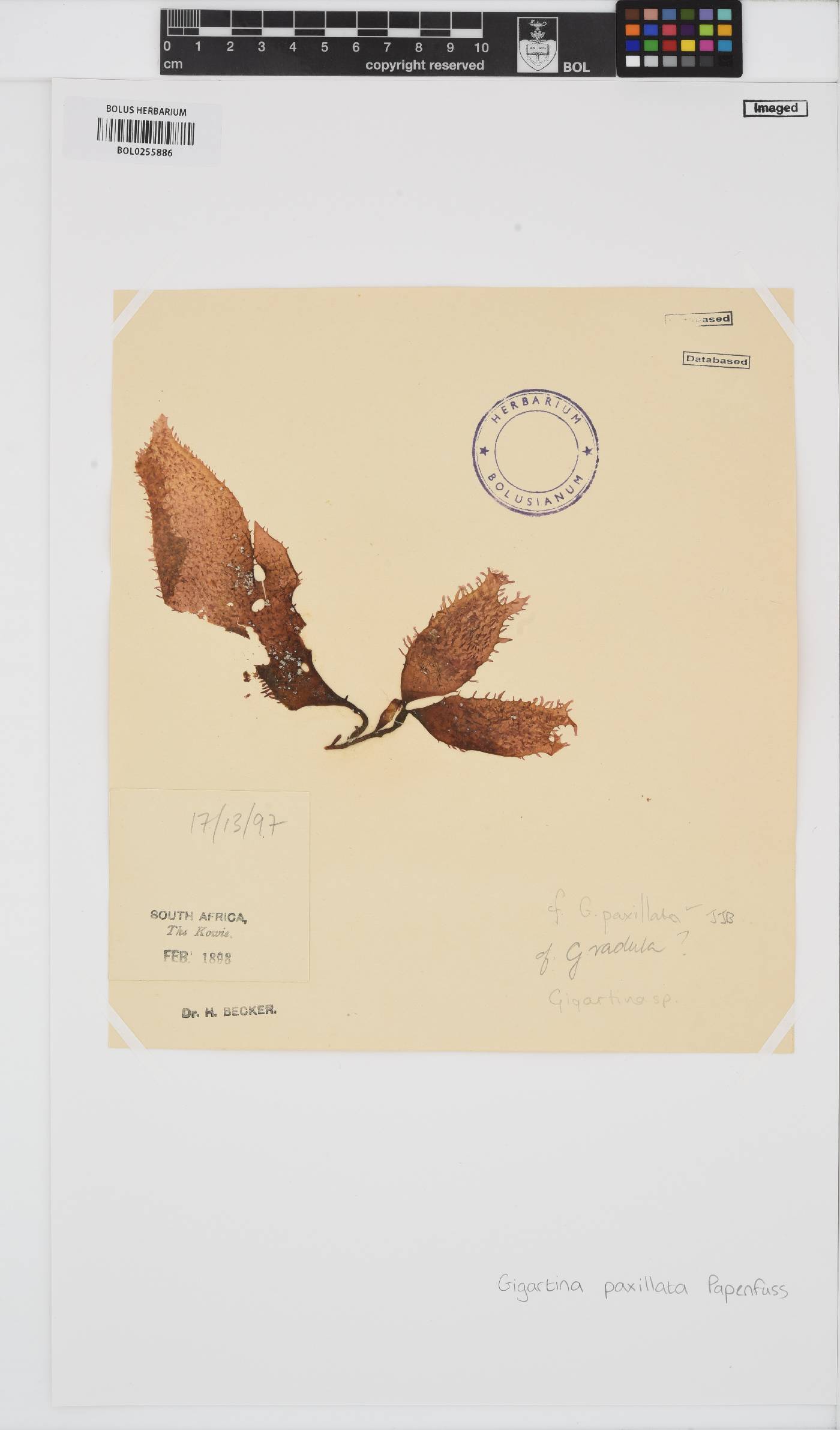 Gigartina paxillata image