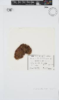 Gelidium pusillum image