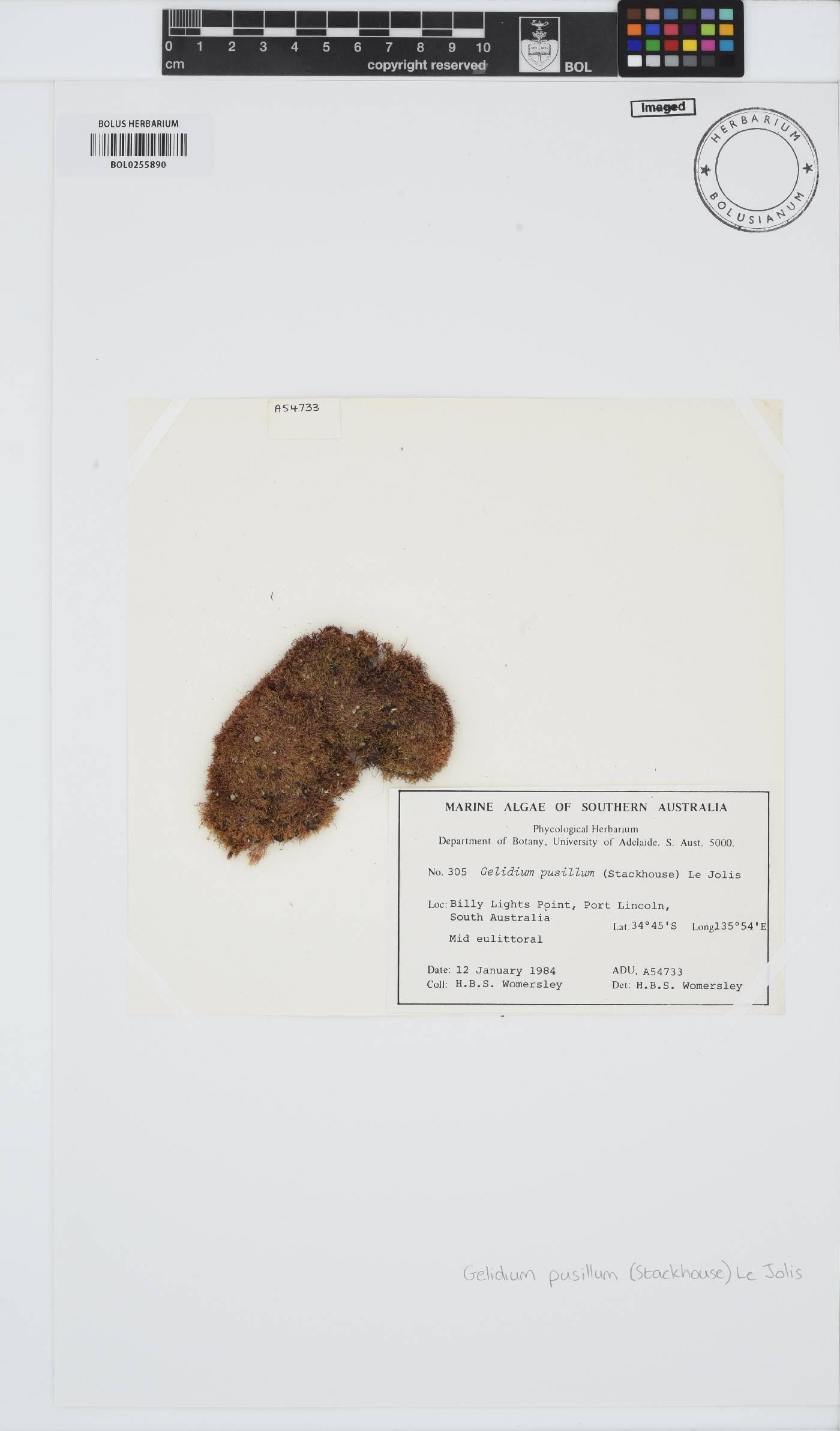 Gelidium pusillum image