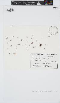 Gelidium pusillum image
