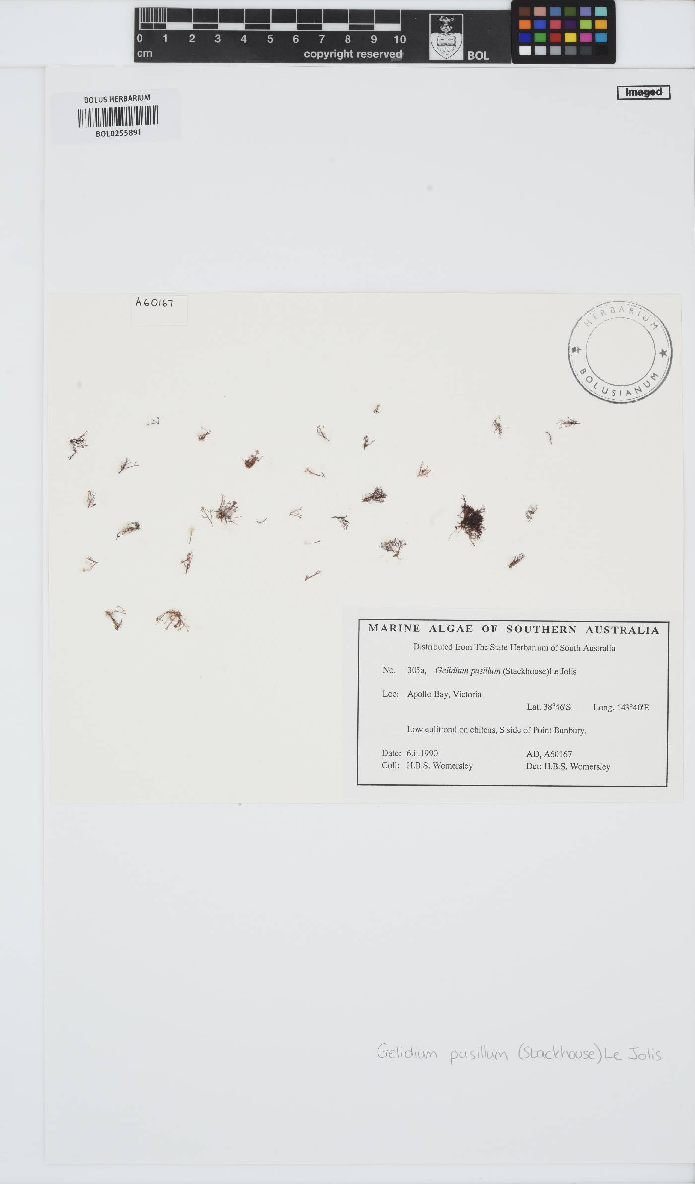 Gelidium pusillum image