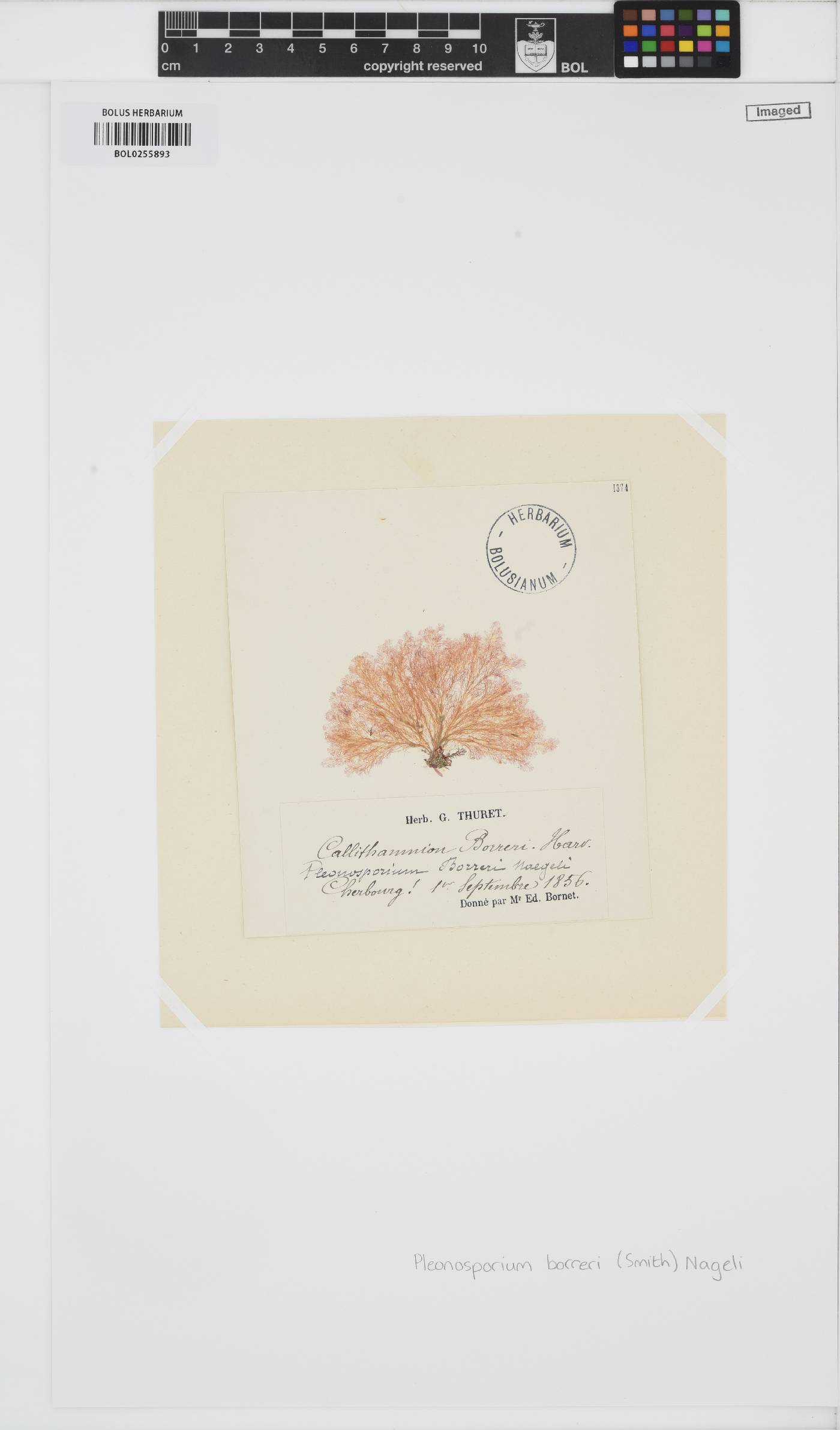 Pleonosporium borreri image