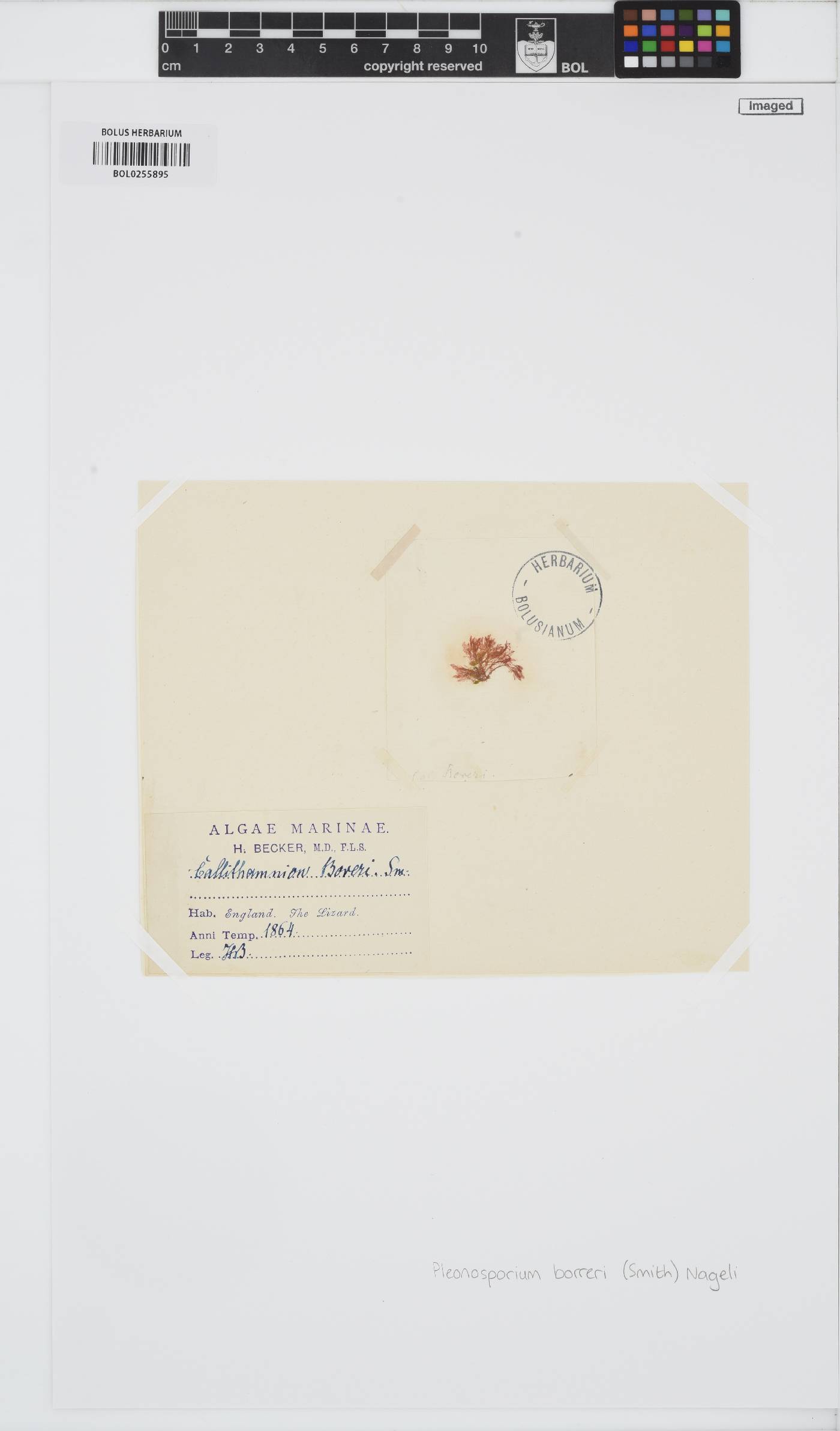 Pleonosporium borreri image