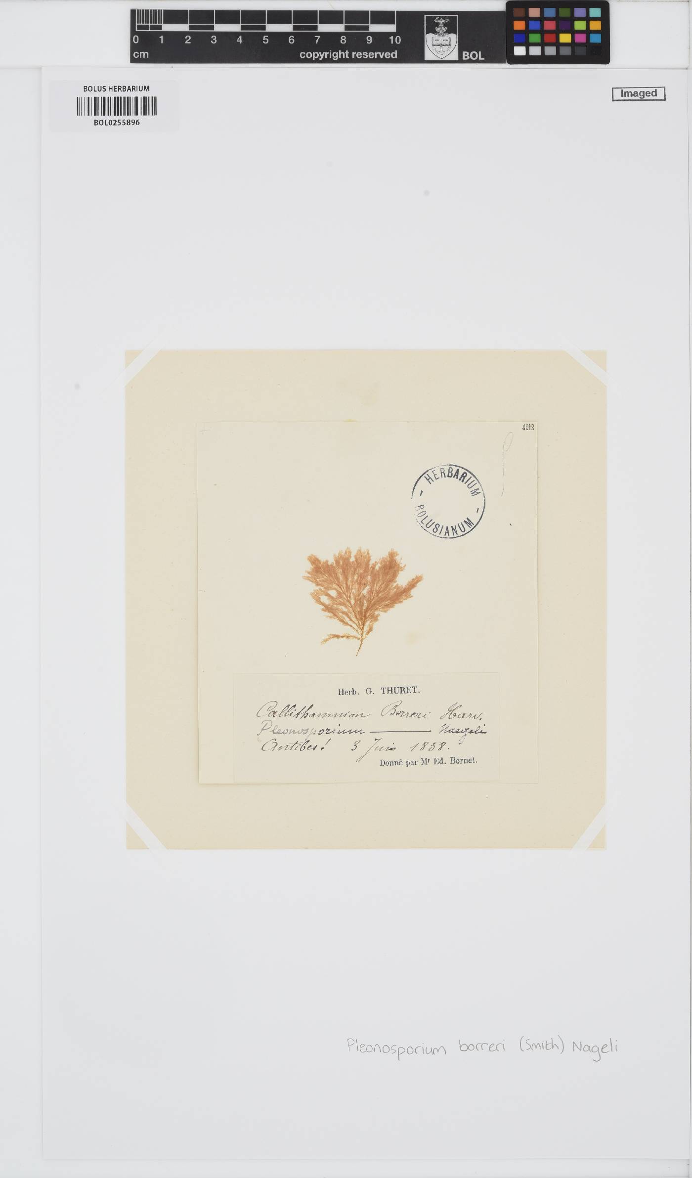 Pleonosporium borreri image