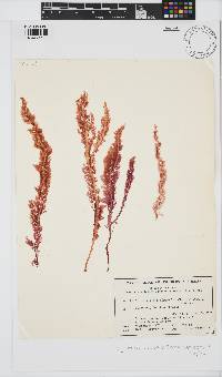 Image of Platysiphonia victoriae