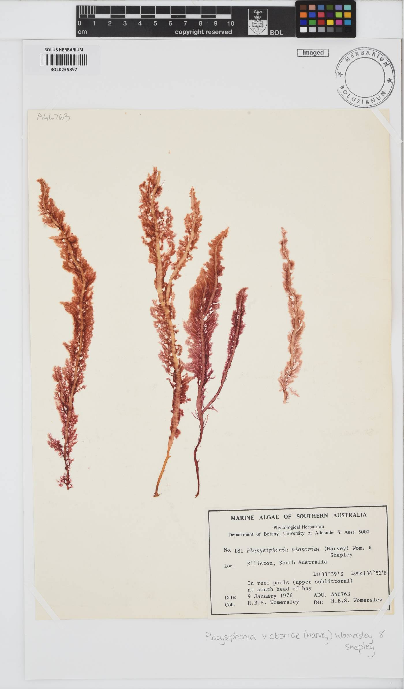 Platysiphonia victoriae image