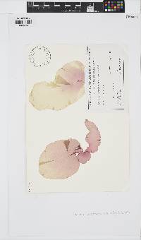 Image of Wetherbeella australica