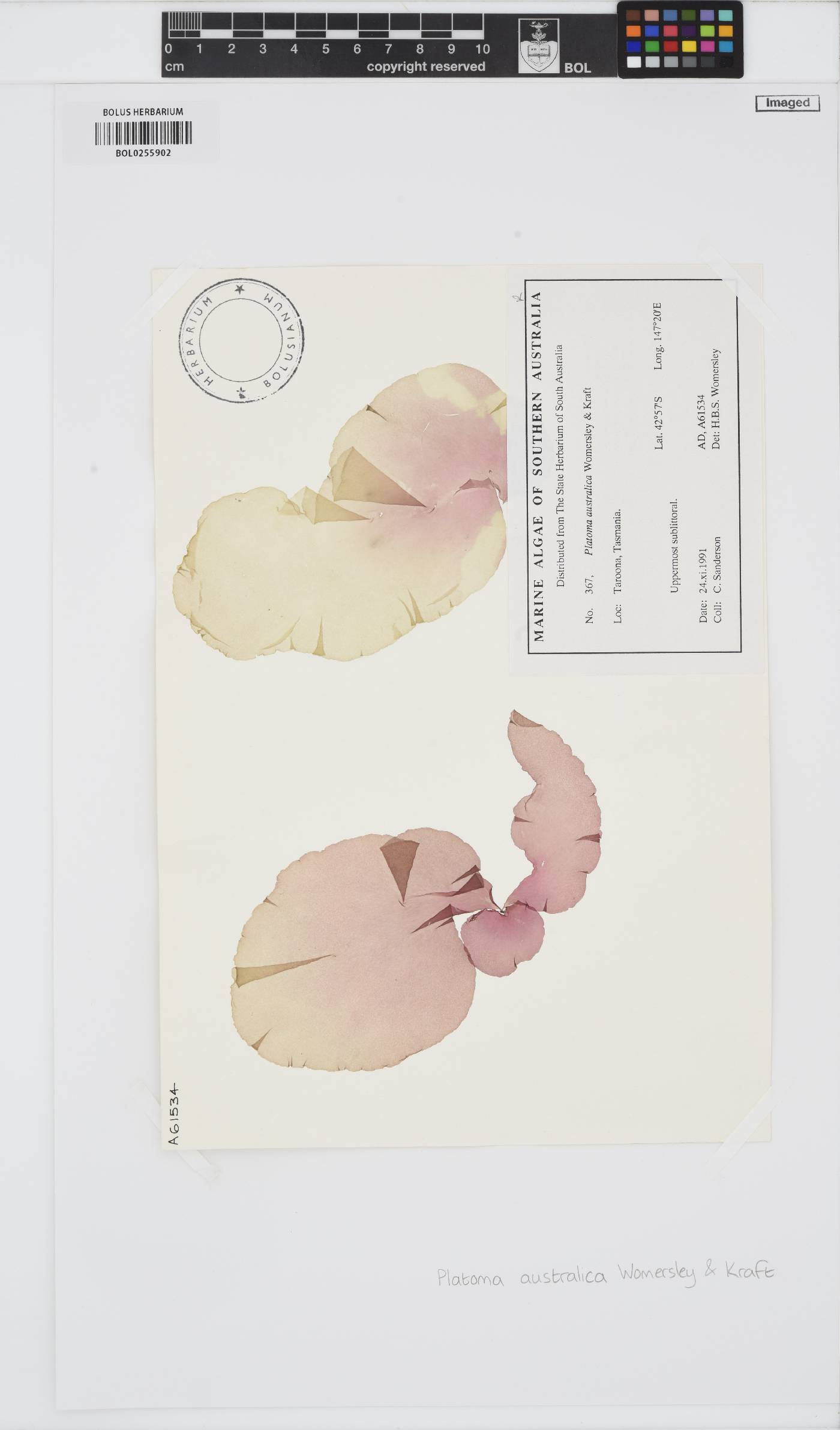 Wetherbeella australica image