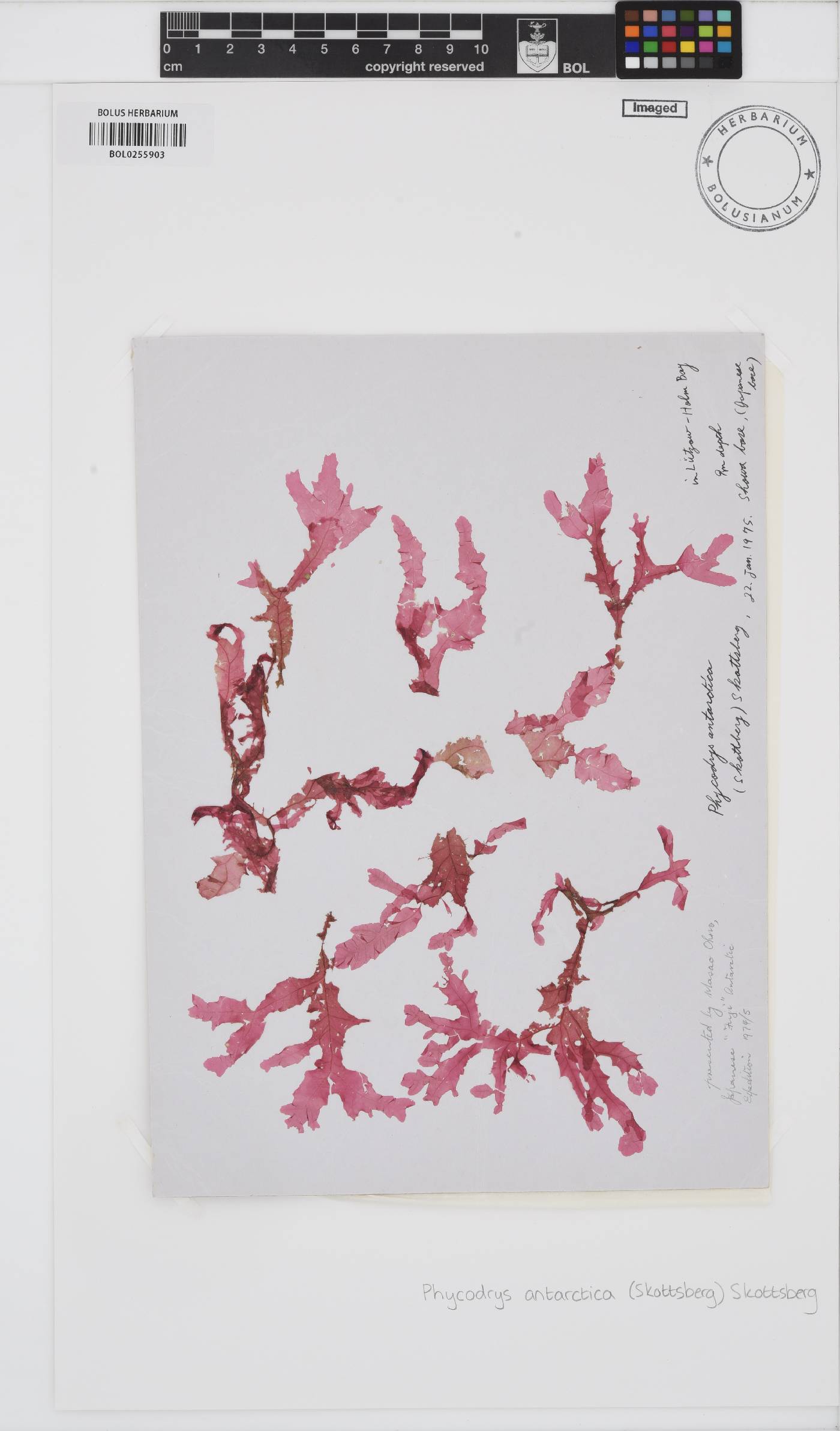 Phycodrys antarctica image