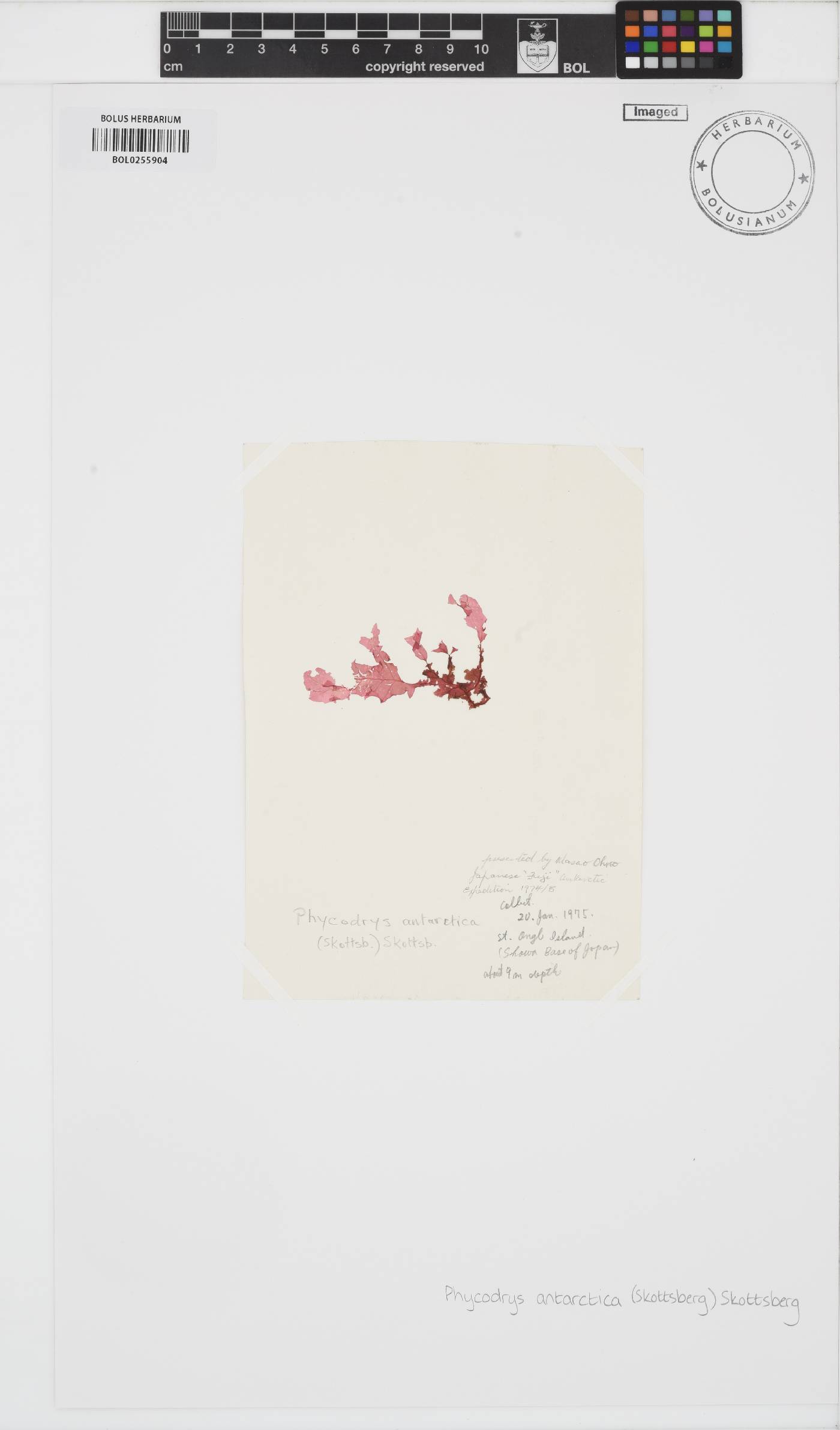 Phycodrys antarctica image