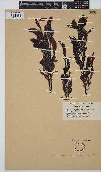 Erythrophyllum delesserioides image