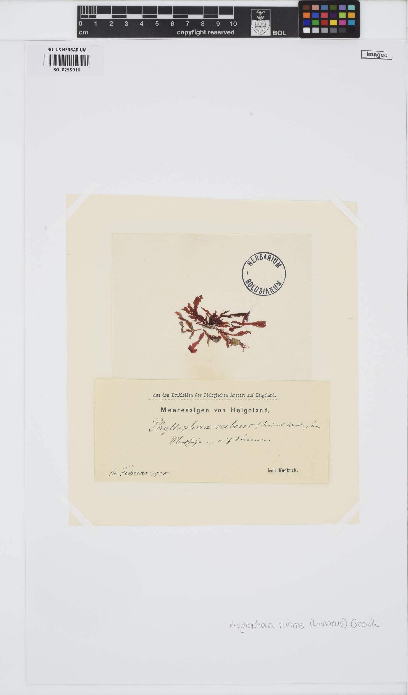 Phycodrys rubens image