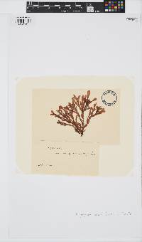 Phycodrys rubens image