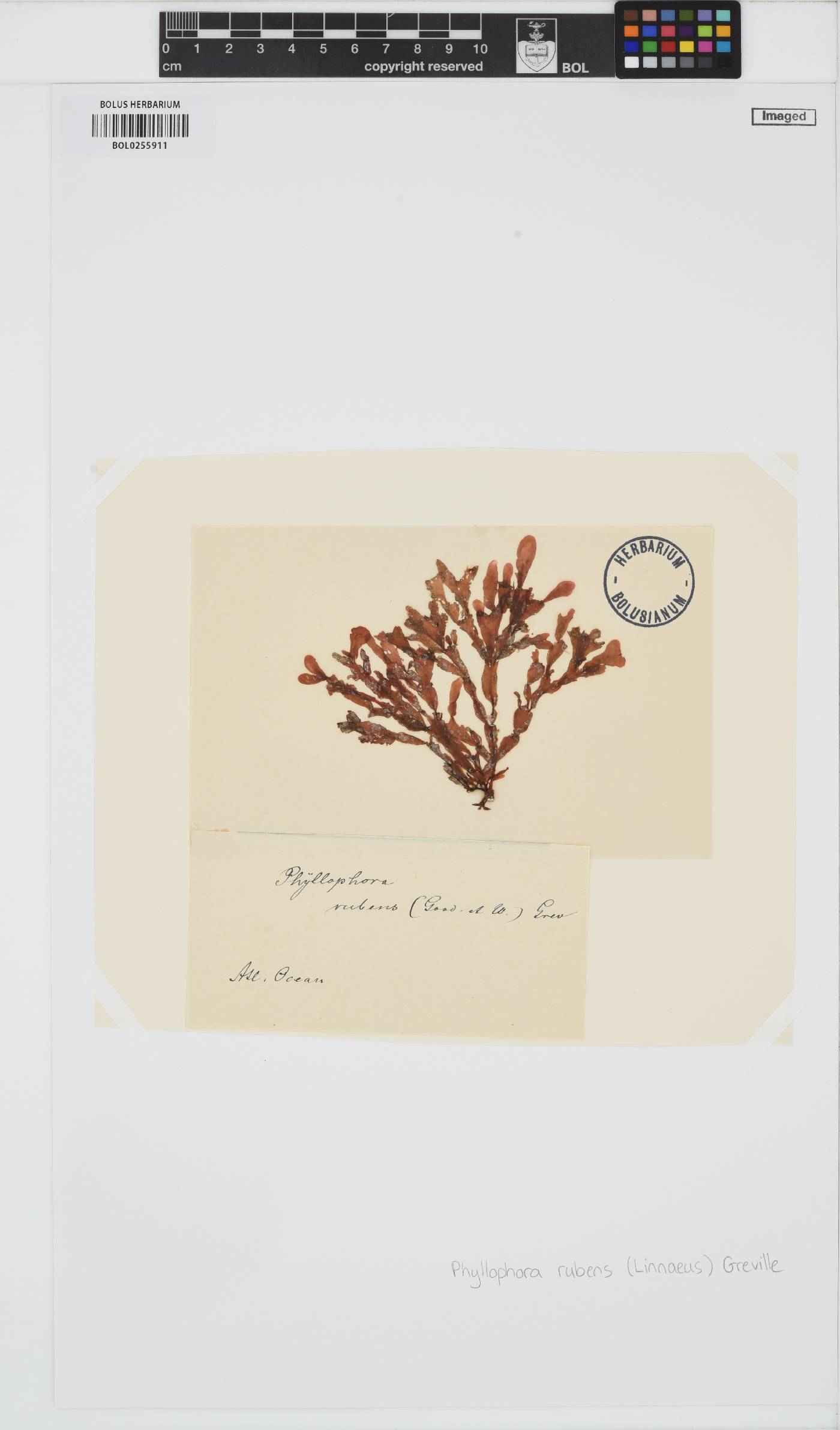 Phycodrys rubens image