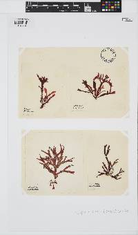 Phycodrys rubens image