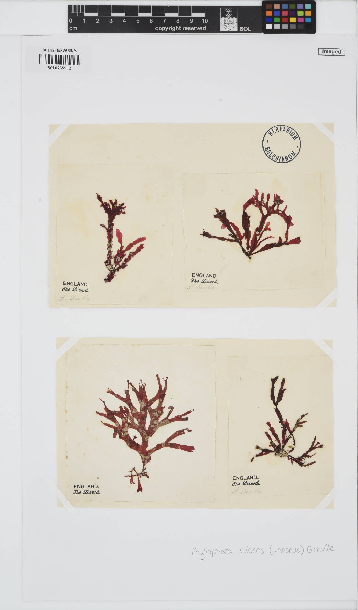Phycodrys rubens image