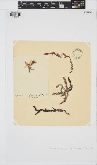 Phyllophora crispa image
