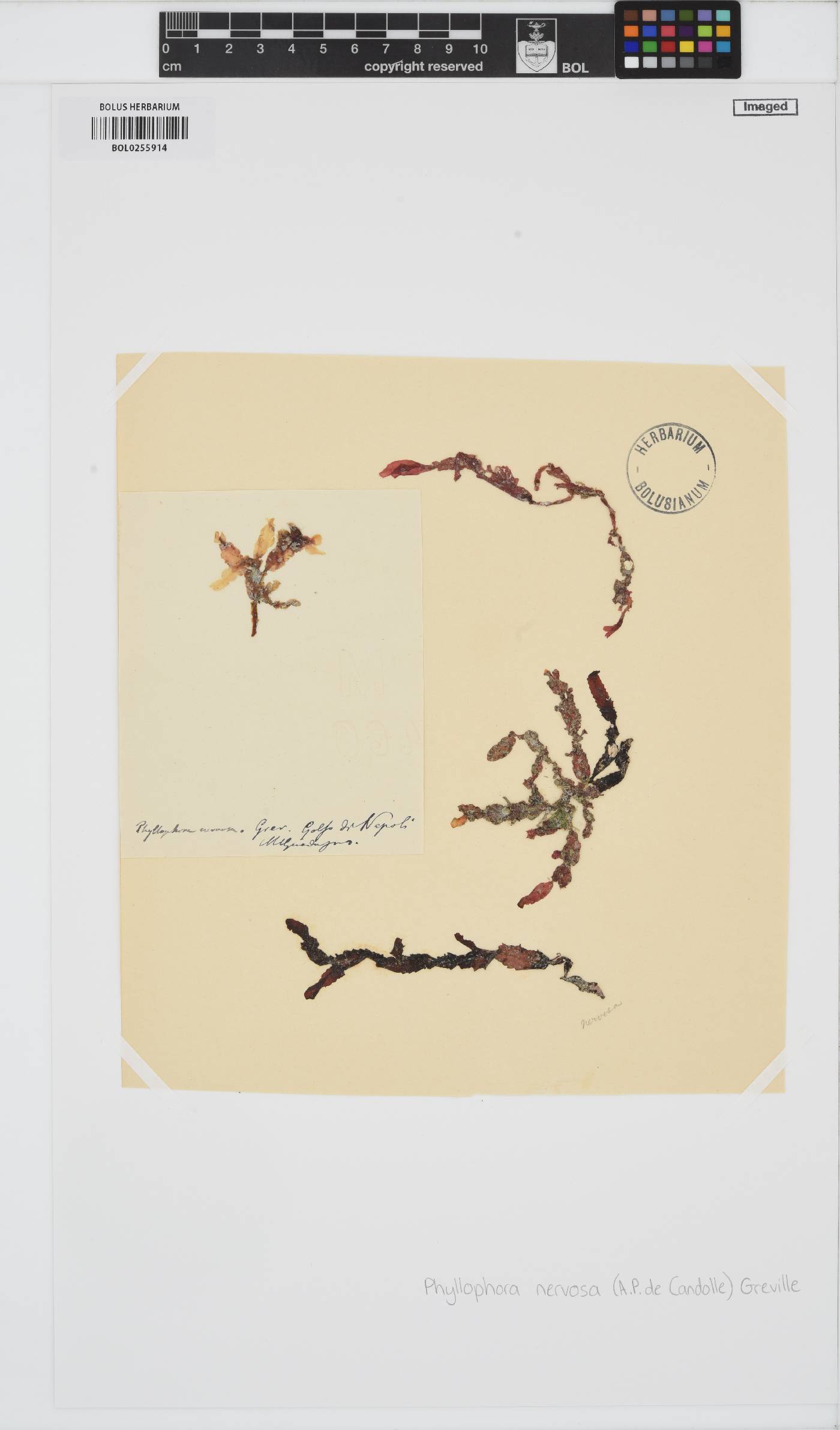 Phyllophora crispa image