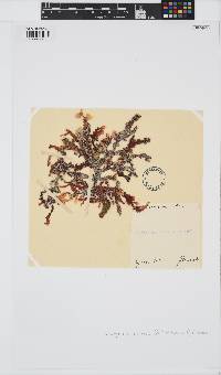 Phyllophora crispa image