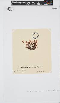 Phyllophora pseudoceranoides image