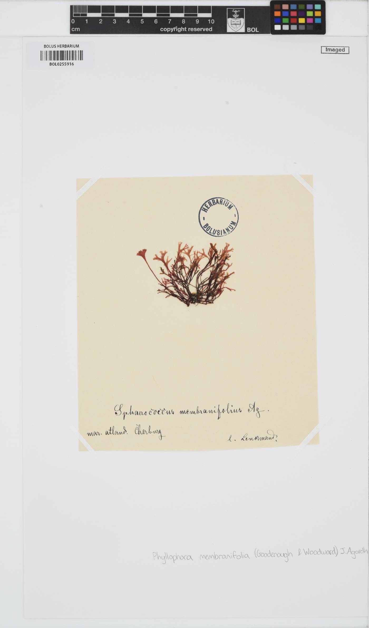 Phyllophora pseudoceranoides image