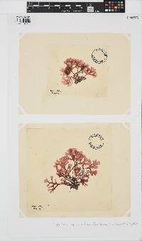 Phyllophora pseudoceranoides image