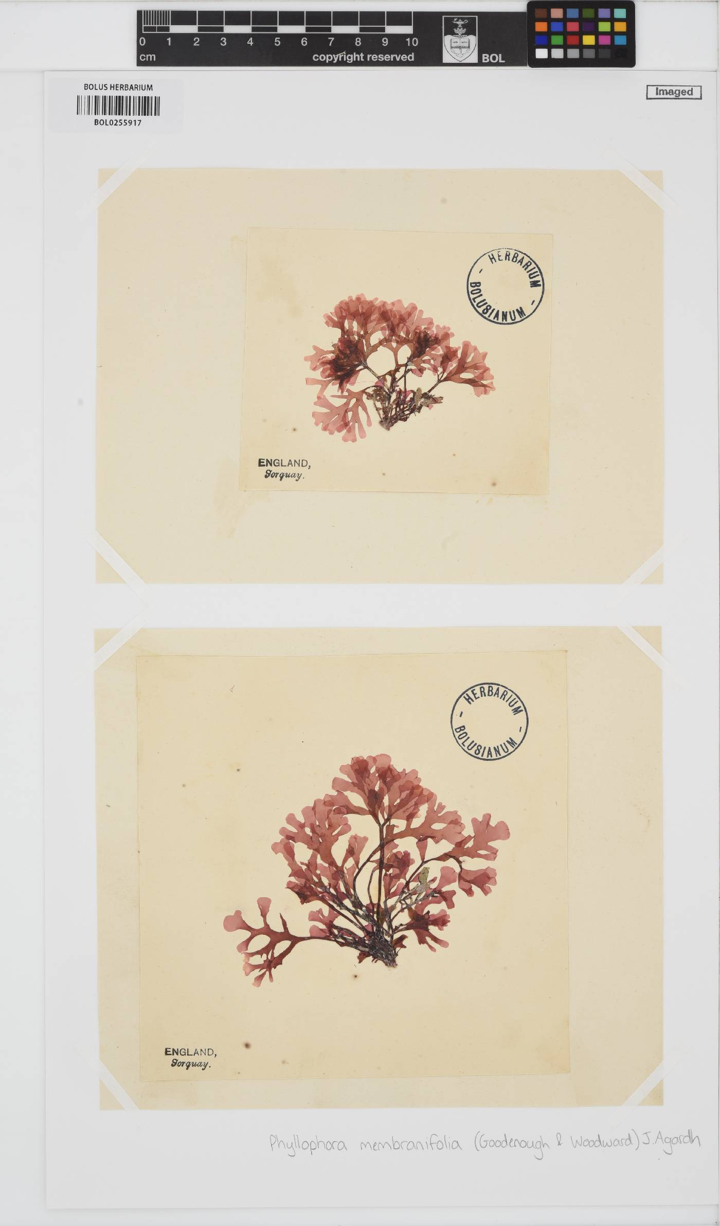 Phyllophora pseudoceranoides image