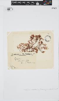 Phyllophora pseudoceranoides image