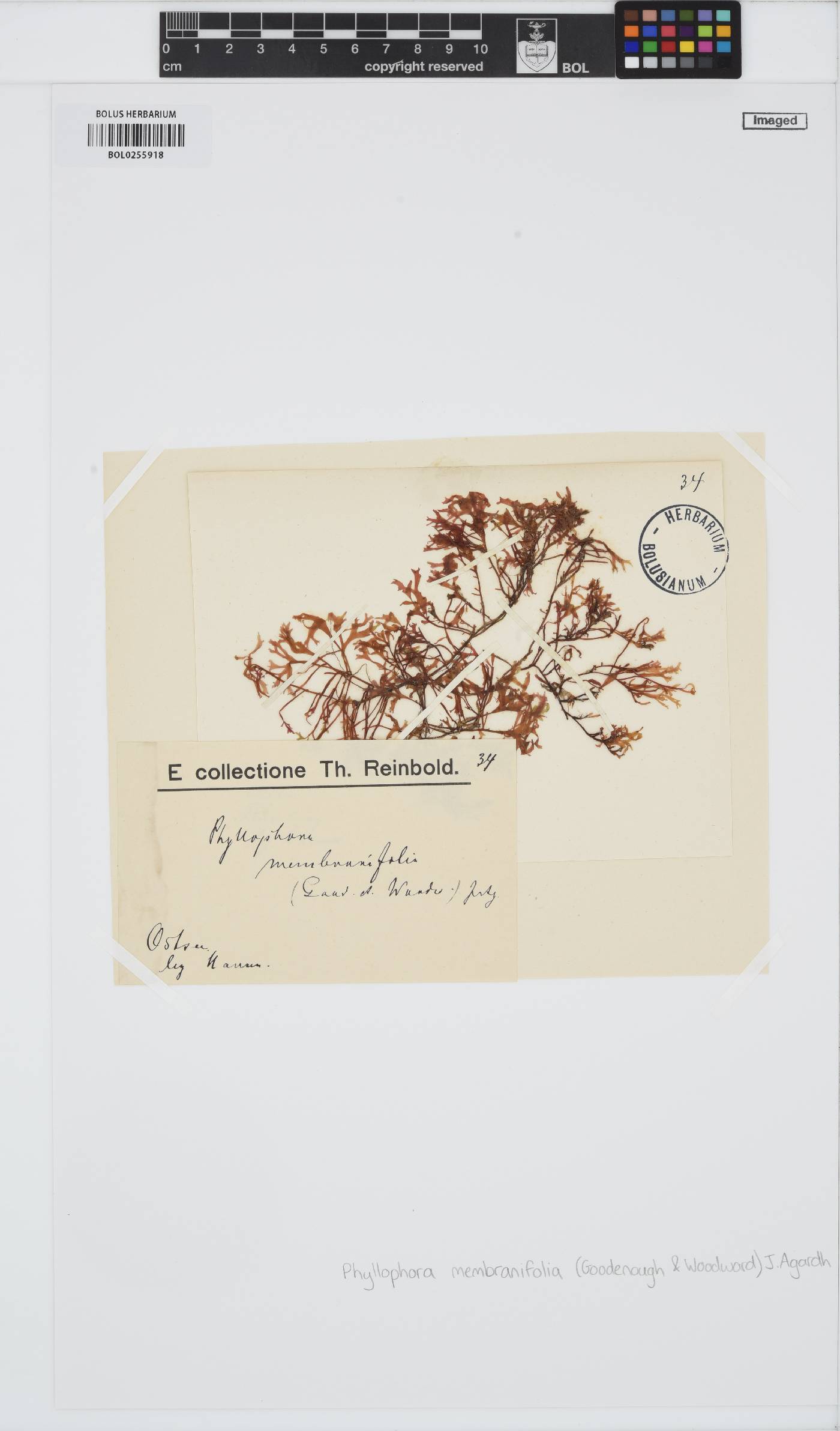 Phyllophora pseudoceranoides image